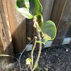 Photo of the plant species Lilac Bush by @HoorayGalega named Oscar on Greg, the plant care app
