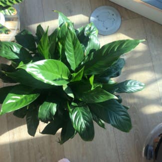 Peace Lily plant in St. Petersburg, Florida