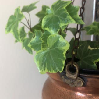 English Ivy plant in St. Petersburg, Florida