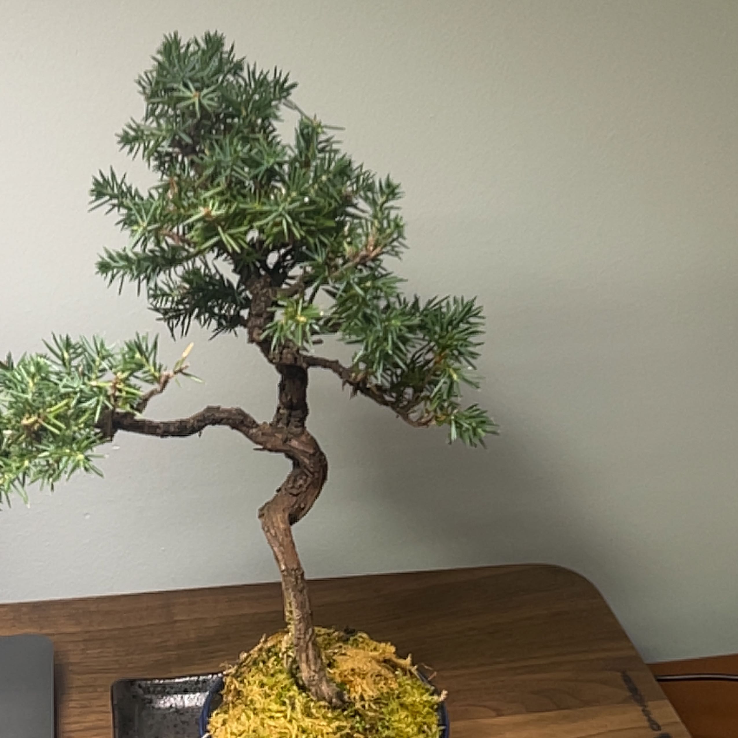 Photo of the plant species Needle Juniper by @BigtimeSalal named Maya on Greg, the plant care app