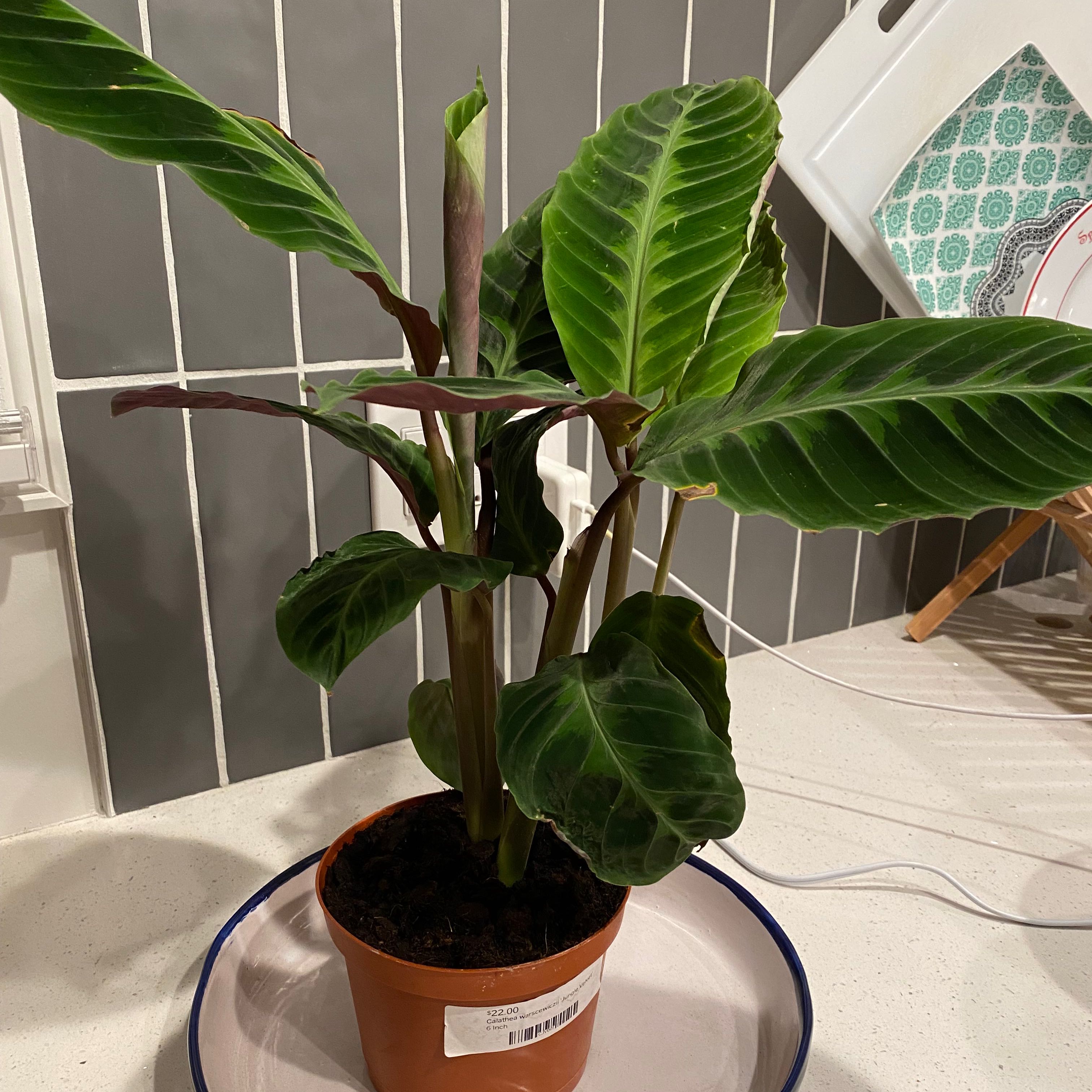 Photo of the plant species Jungle Velvet by @TrueblueMaypop named Velvet on Greg, the plant care app