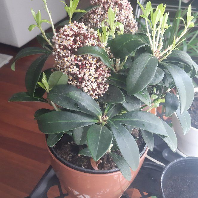Photo of the plant species Skimmia by @mylittlenothing named Rubella on Greg, the plant care app