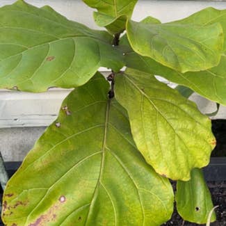 Fiddle Leaf Fig plant in Lithia, Florida