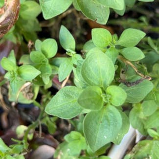 Common Chickweed plant in Lithia, Florida