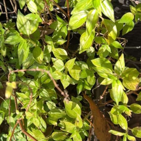 Photo of the plant species Pellitory Of The Wall by Premiumgabisan named Curie on Greg, the plant care app