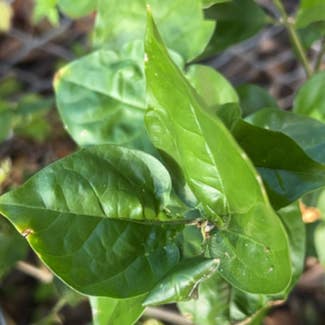 Arabian Jasmine plant in Lithia, Florida
