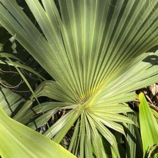 Saw Palmetto plant in Lithia, Florida