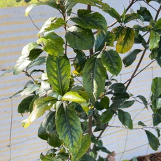 Cape Jasmine plant in Lithia, Florida