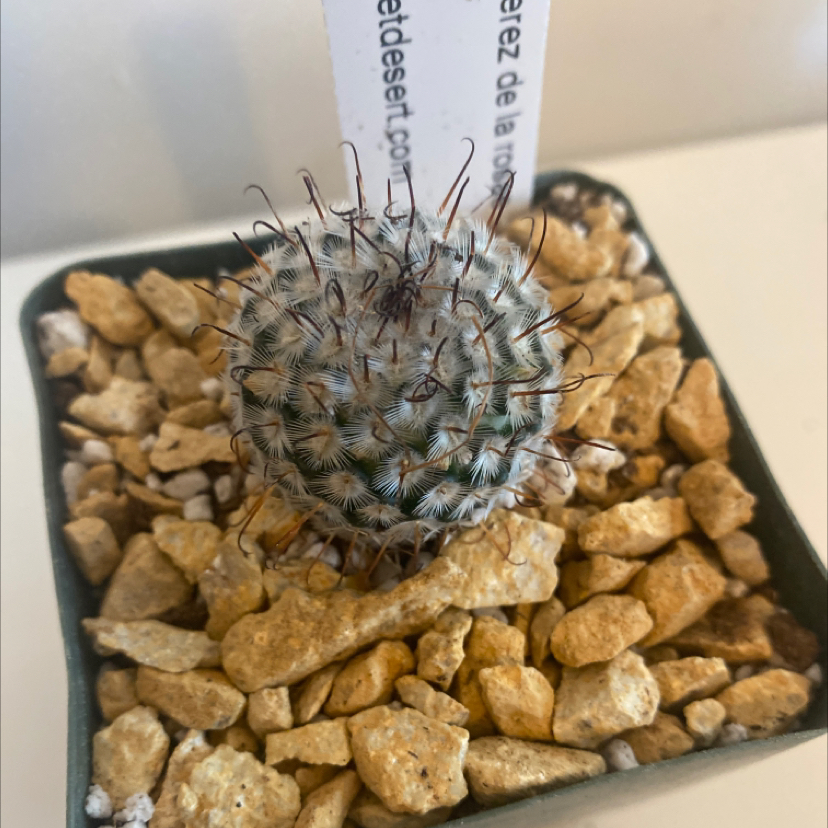 Photo of the plant species Mammillaria perezdelarosae by @SunnyCoralpea named Pippy on Greg, the plant care app