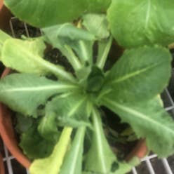 Garden Lettuce plant