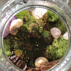 Photo of the plant species White Moss by @gaysi.saysi named Tefenet on Greg, the plant care app