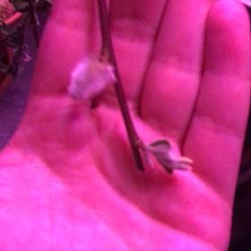 Photo of the plant species Dwarf Pussy Willow by @gaysi.saysi named Kittie on Greg, the plant care app