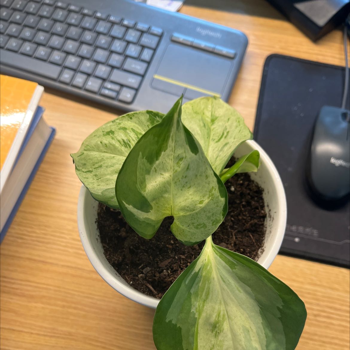 Manjula Pothos plant in a white pot on a desk with variegated green and white leaves.
