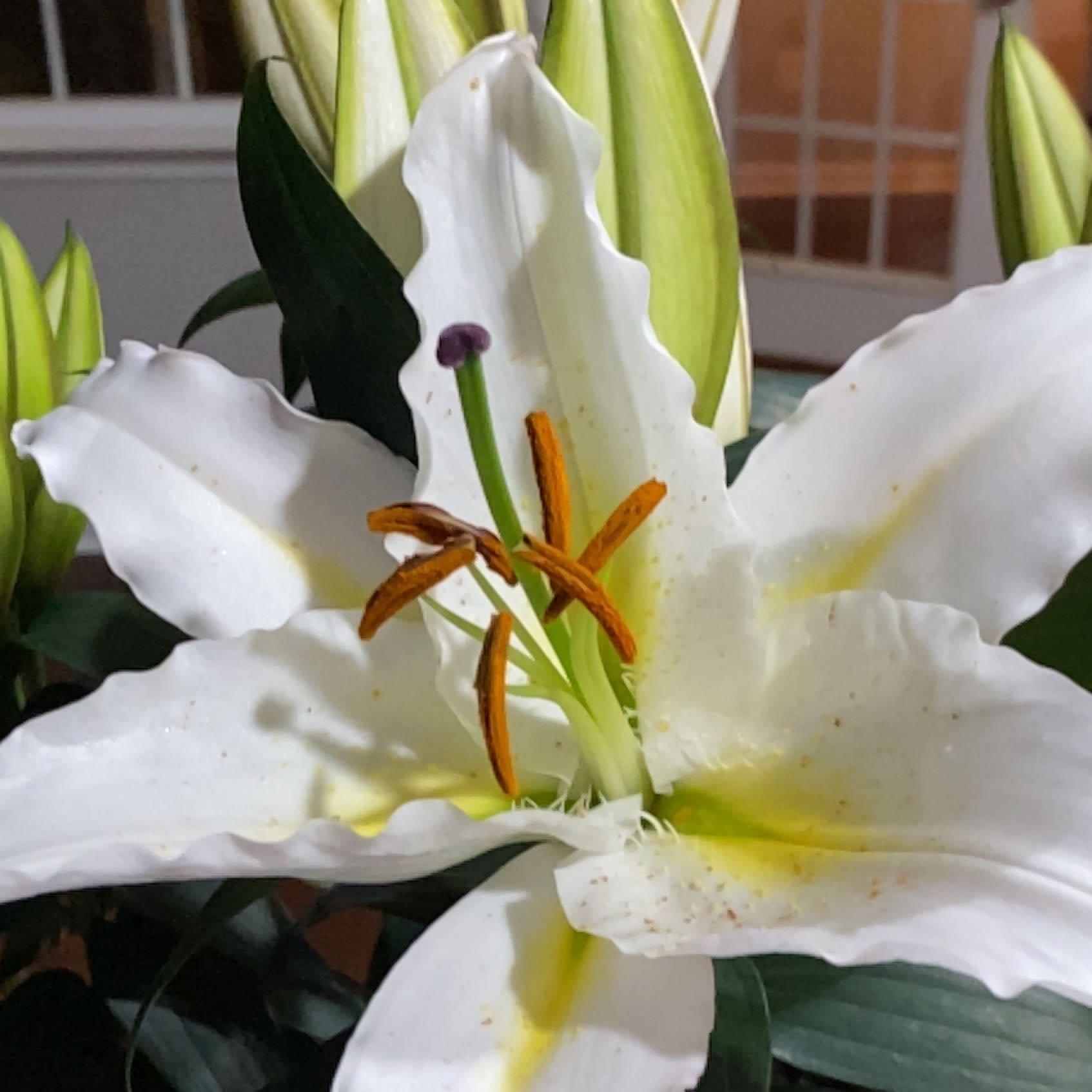 Why Are There Black Spots on My Madonna Lily Leaves?