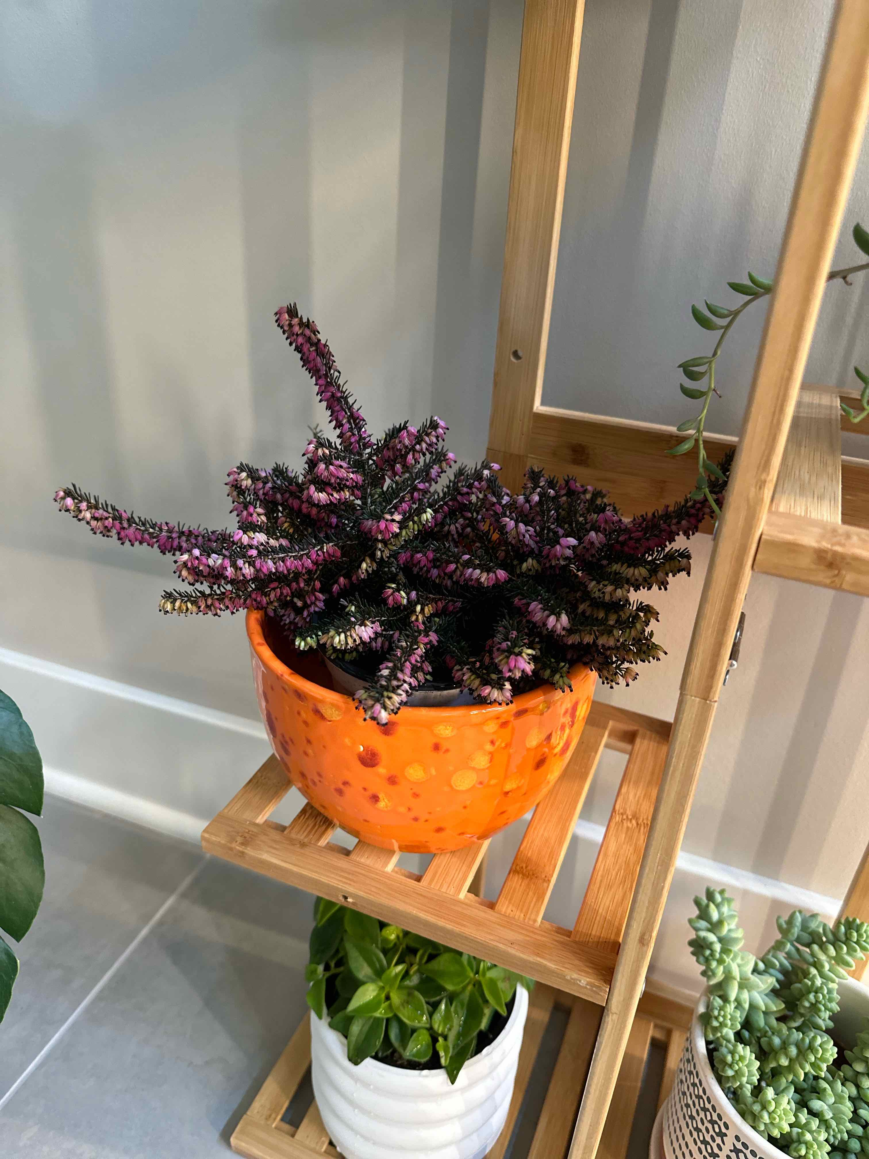 Winter Heath plant in an orange pot on a wooden shelf, appears healthy and vibrant.