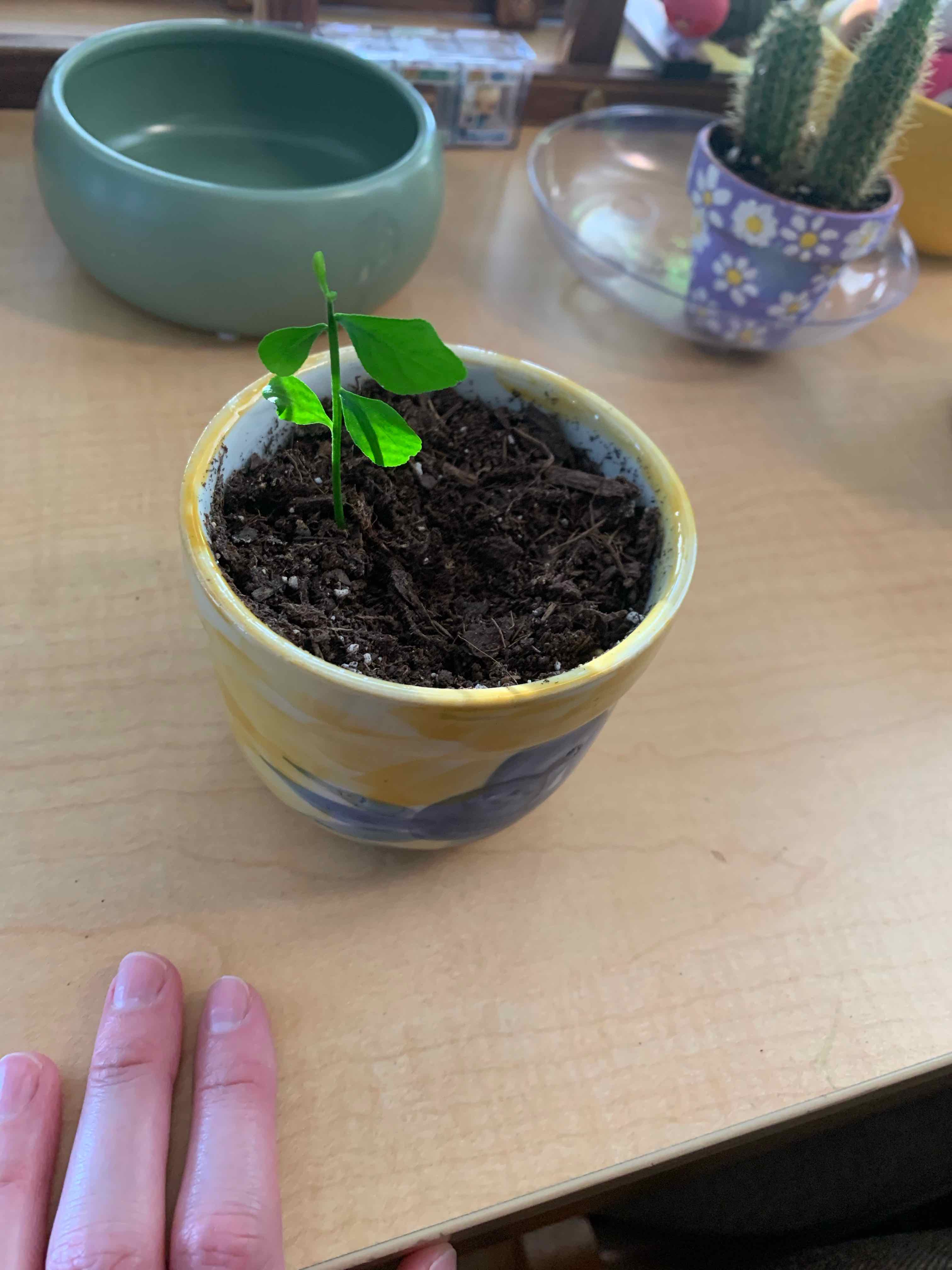 🍋 How Often Do I Need to Water My Lemon Tree?