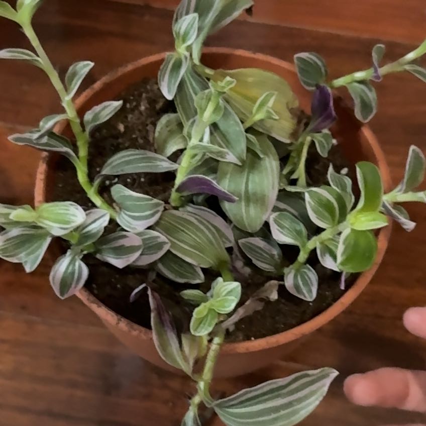 Photo of the plant species Tradescantia Feeling Flirty by @ArtsyDruid named Mitsuri on Greg, the plant care app