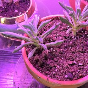 Photo of the plant species Senecio kleiniiformis by @ArtsyDruid named Julian on Greg, the plant care app