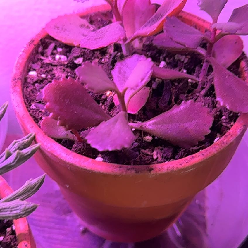 Photo of the plant species Kalanchoe sexangularis by @ArtsyDruid named Rose on Greg, the plant care app