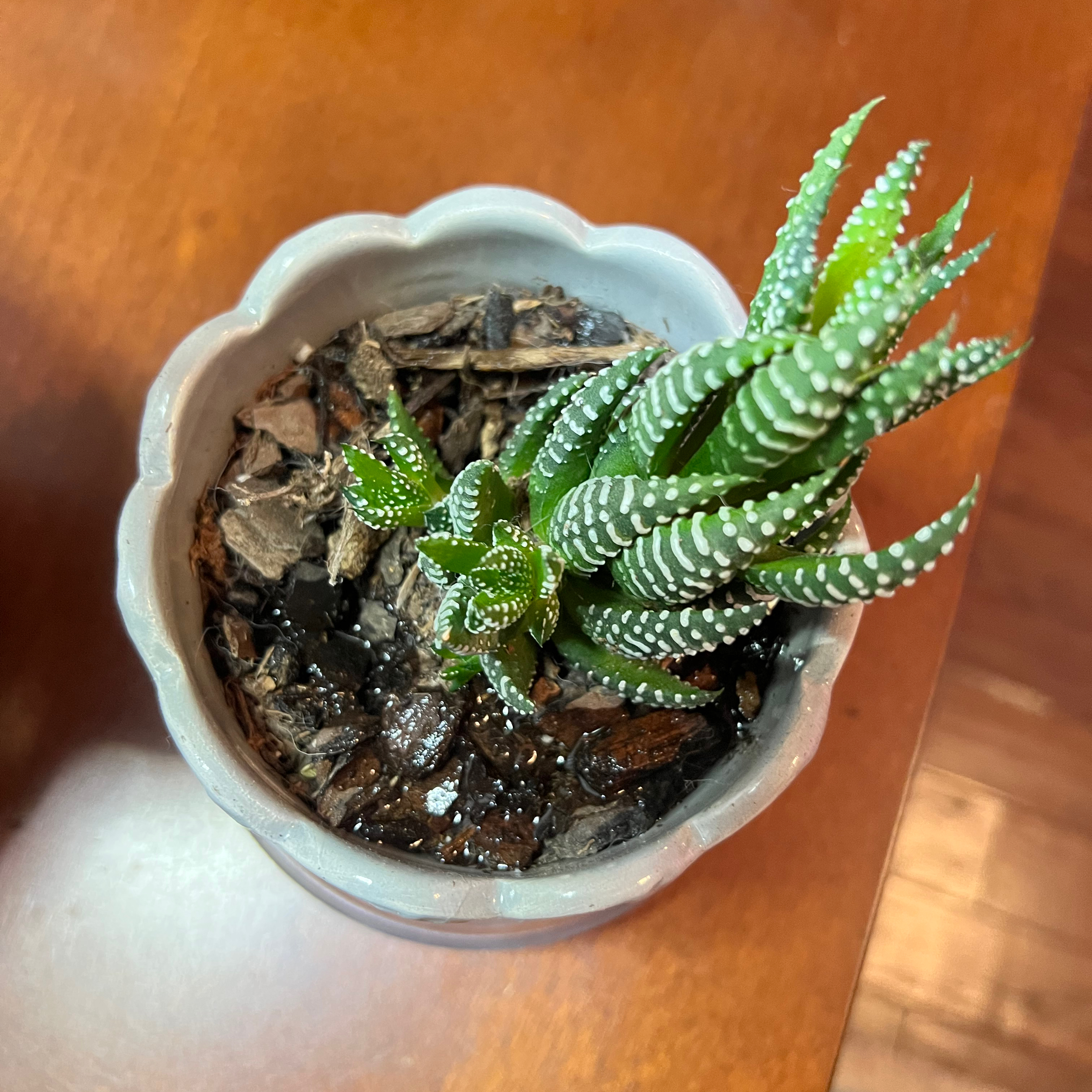 Photo of the plant species Pearl Plant by @FastKiwifruit named Mando on Greg, the plant care app