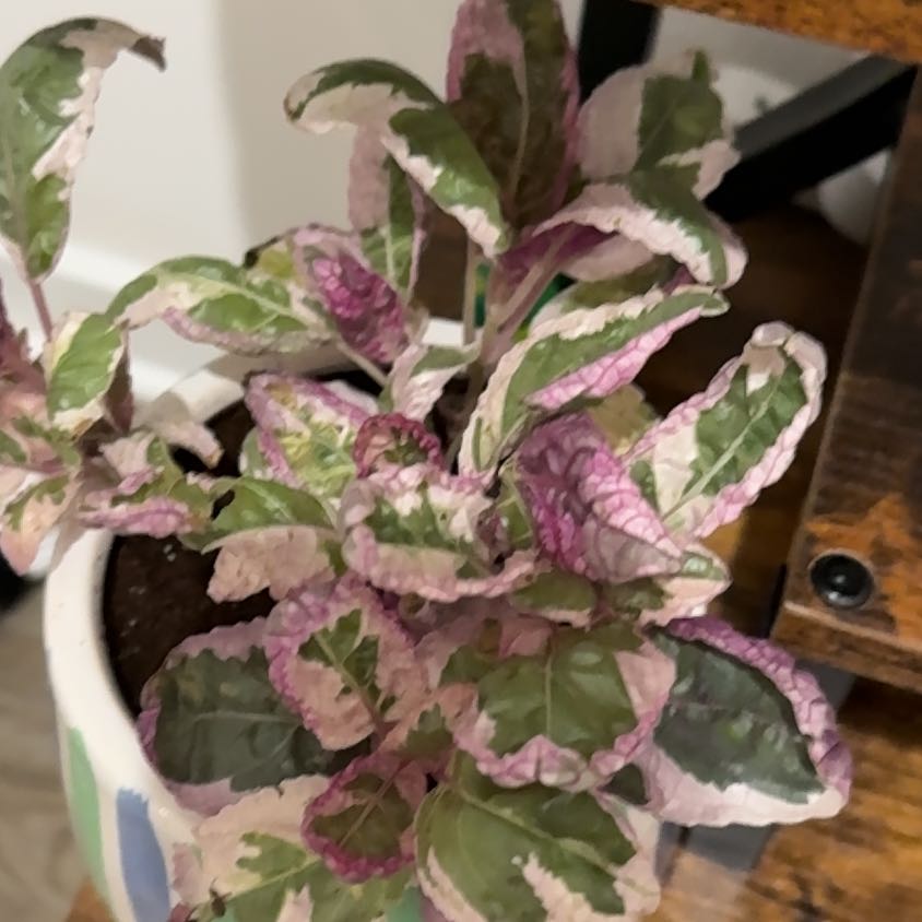 Photo of the plant species Snow White Waffle Plant by @FastKiwifruit named Kobe on Greg, the plant care app