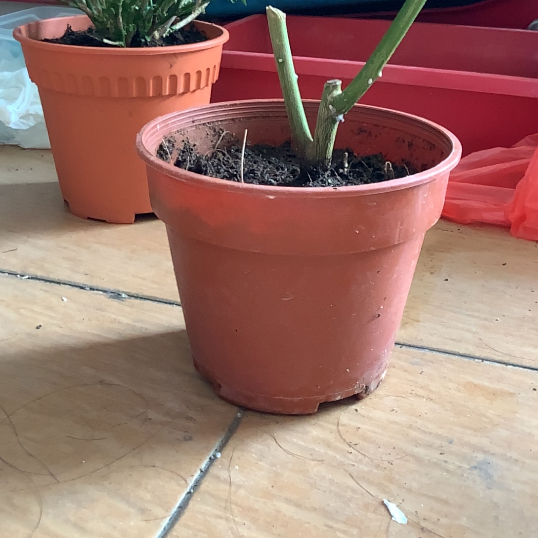 Photo of the plant species Lemon Drop Mangosteen by @GoodySeagrape named Daphne on Greg, the plant care app
