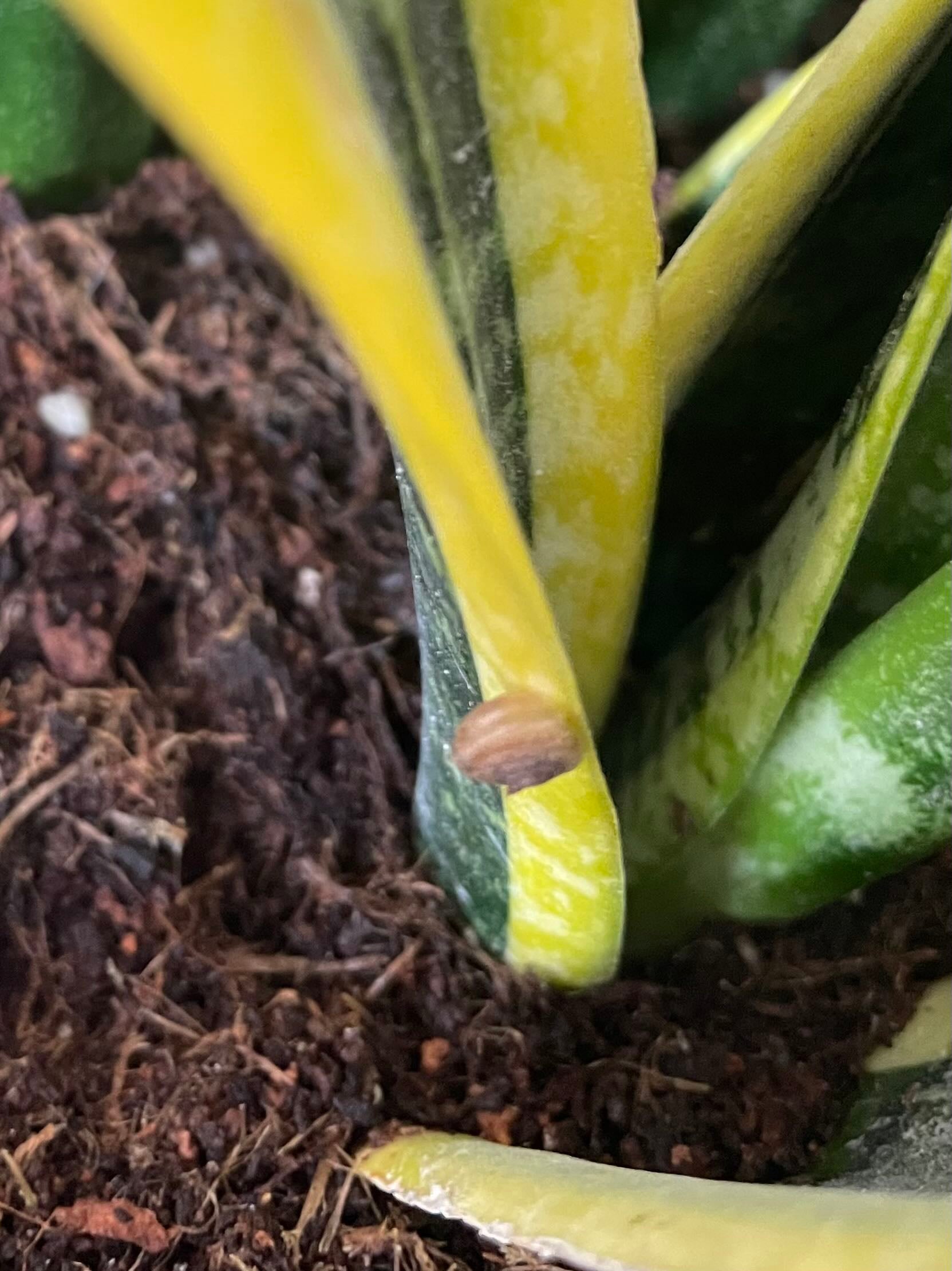 How To Cure 🐍 Snake Plant Root Rot