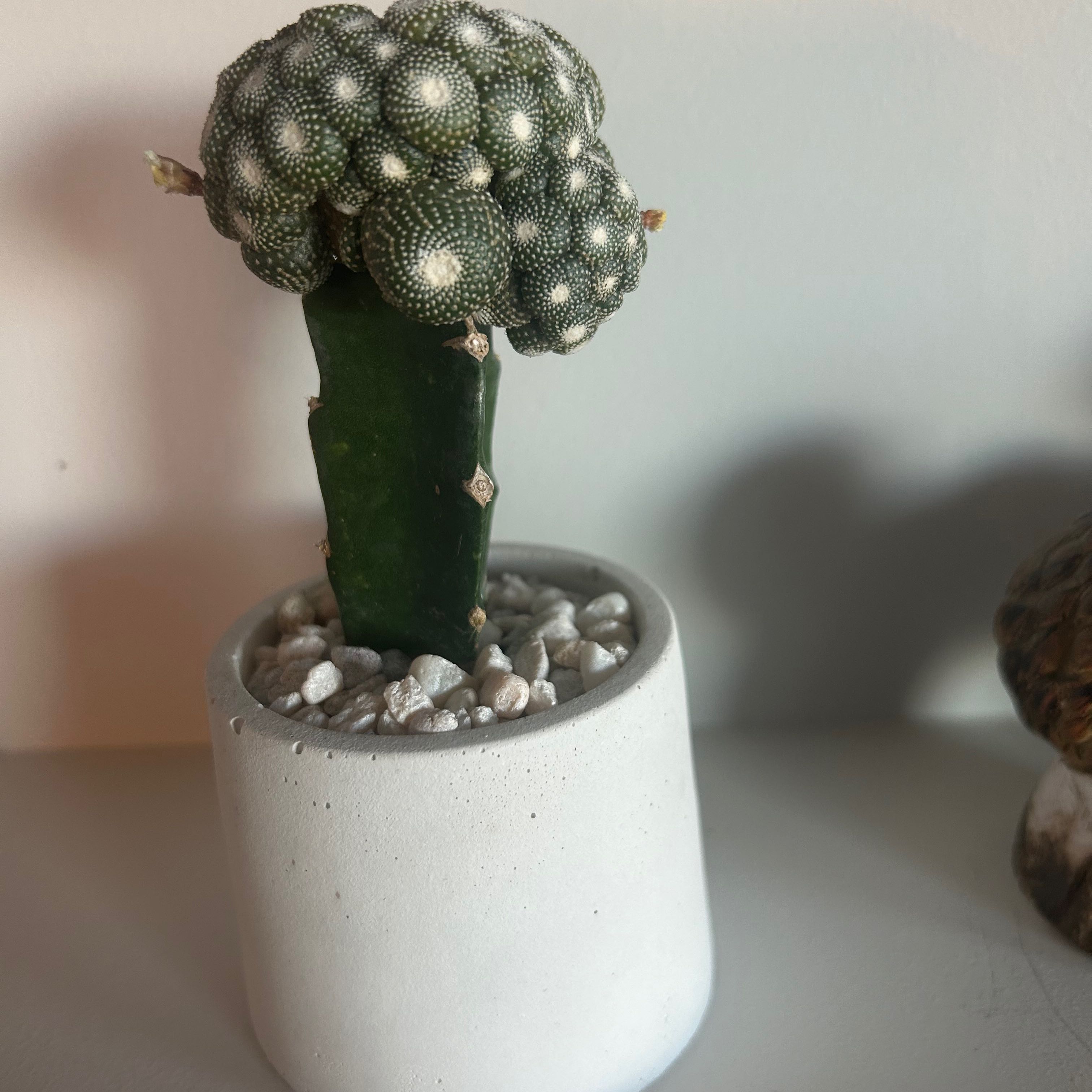 Photo of the plant species Blossfeldia liliputana by @Nuggets named Queen on Greg, the plant care app
