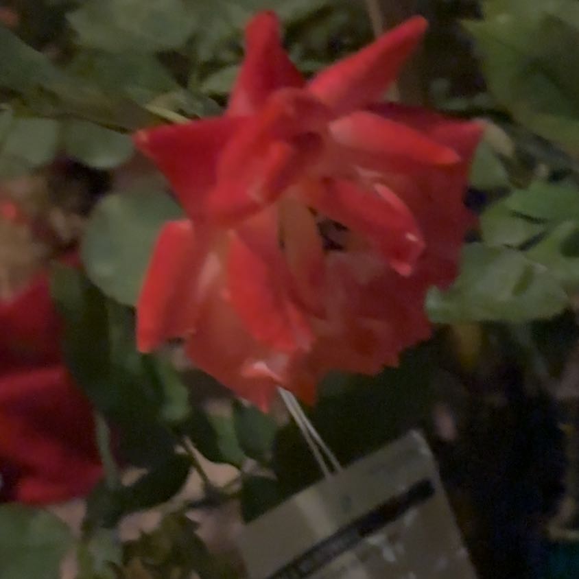 Photo of the plant species Red Climbing Rose by @LikableBogbirch named Winston on Greg, the plant care app