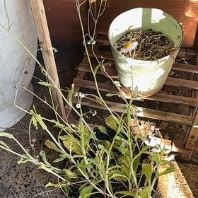 Photo of the plant species Oakleaf Fleabane by @LikableBogbirch named Figyonce on Greg, the plant care app