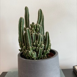 Fairy Castle Cactus plant