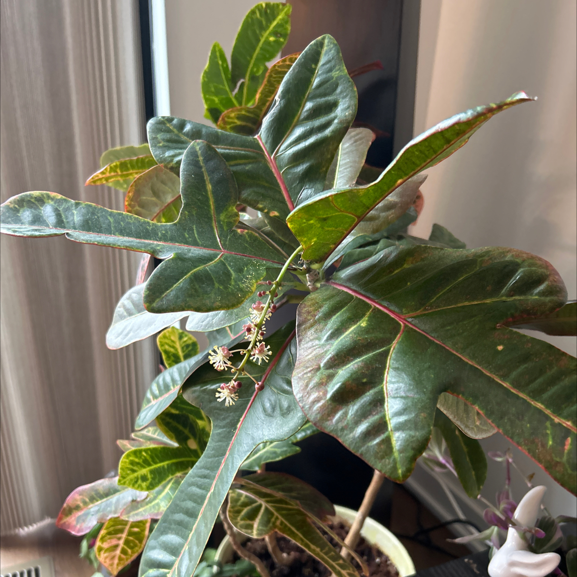 Photo of the plant species Oakleaf Croton by @EagerCoralpea named Croton on Greg, the plant care app