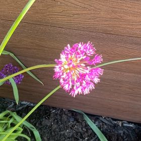 Photo of the plant species Elephant Garlic by @EagerCoralpea named Mochi on Greg, the plant care app