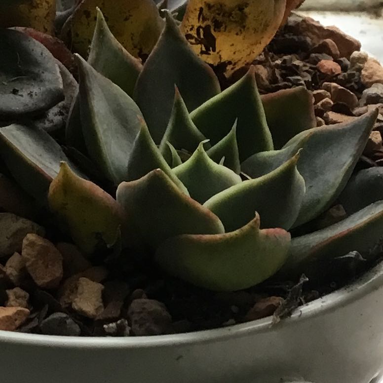 Echeveria 'Dark Moon' succulent plant in a pot with visible soil and rocks. Some leaves show yellowing and browning.