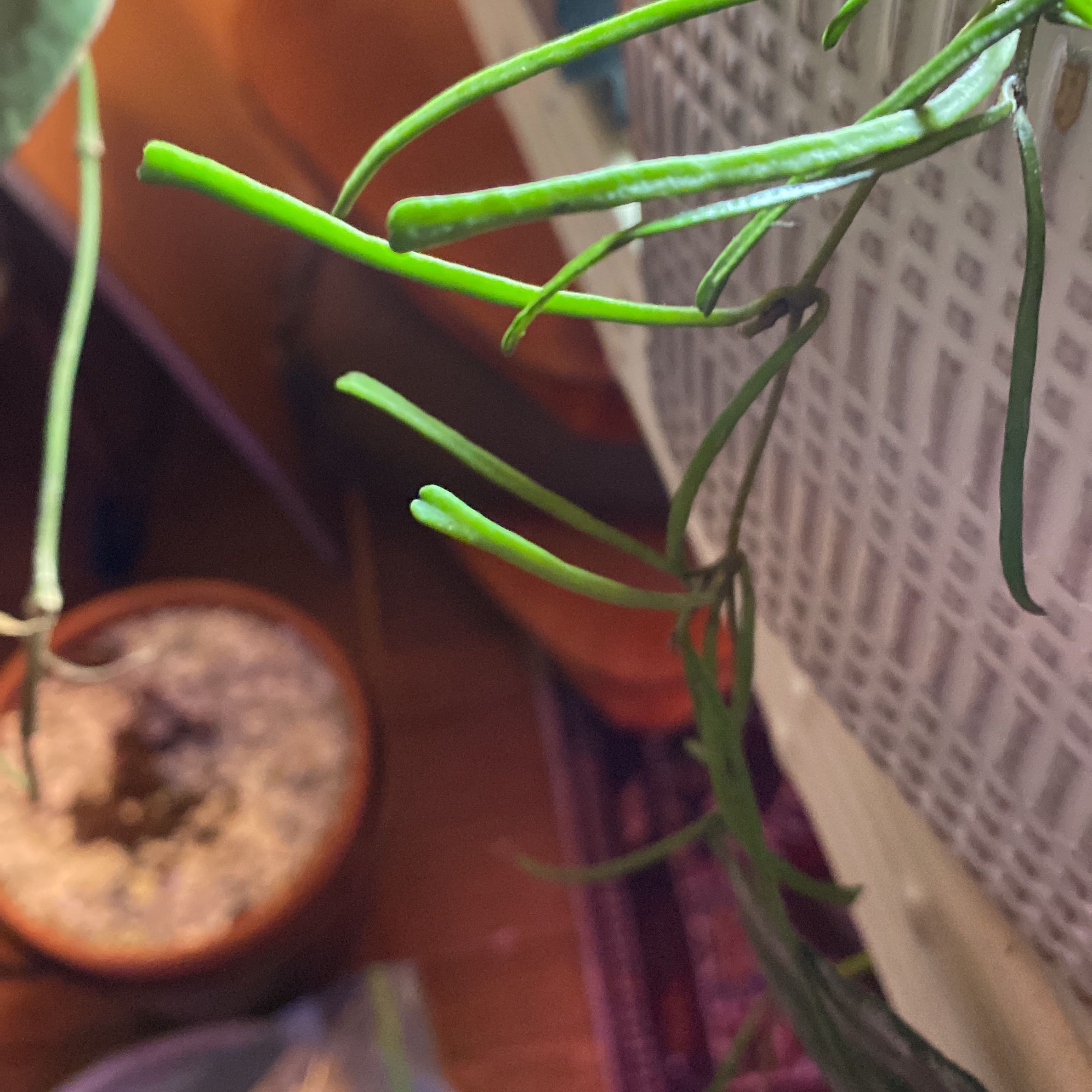 Grass-leaved Hoya plant with long, slender green leaves. Pot and background objects visible.