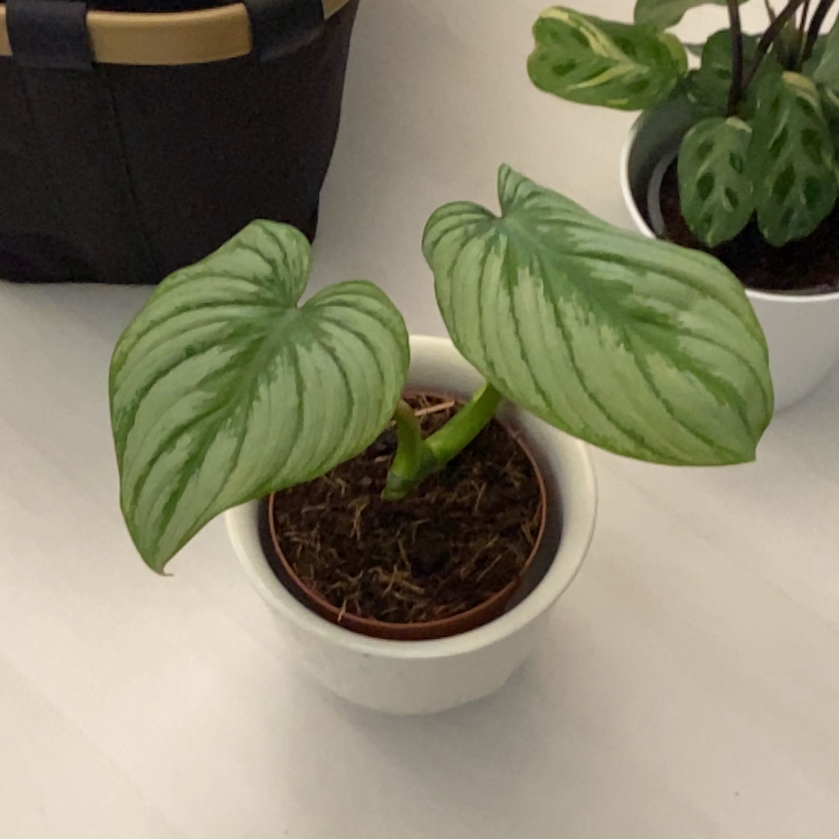 Philodendron mamei plant with two large, healthy leaves in a white pot.