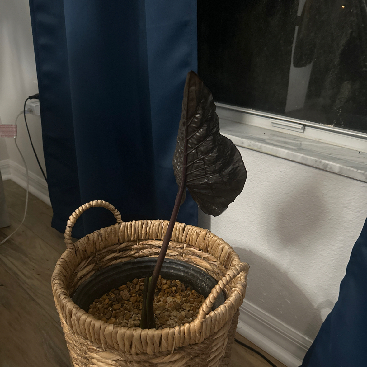 Photo of the plant species Metal Head Alocasia by @TampaBae named Lithe on Greg, the plant care app