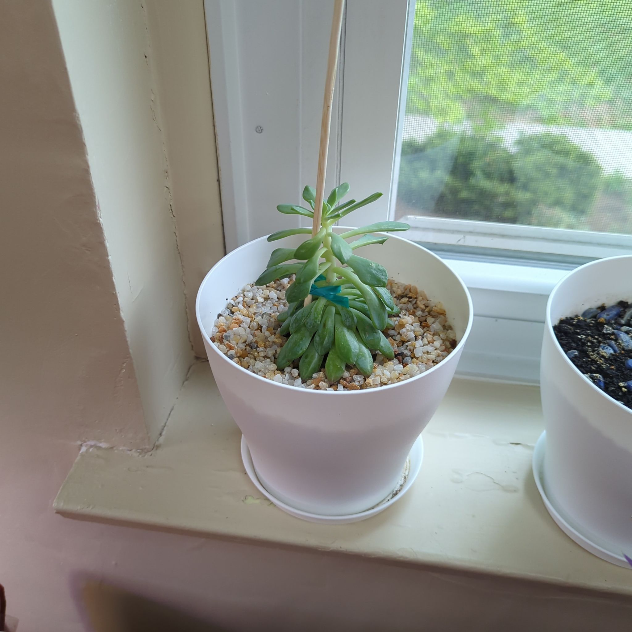 Sedeveria 'Blue Elf' plant in a white pot on a windowsill, appears healthy.