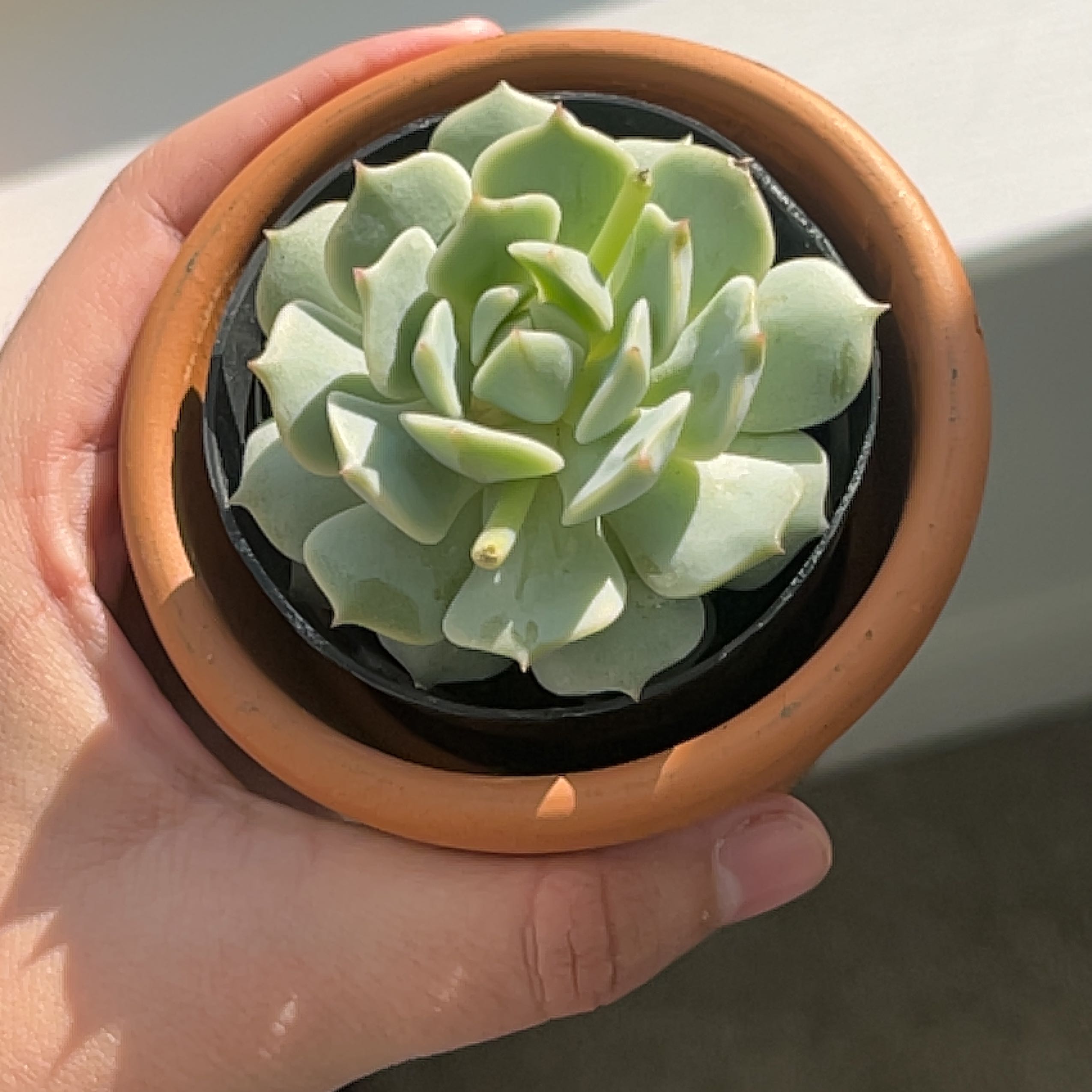 Echeveria 'Seraphina' succulent in a terracotta pot, held by a hand.