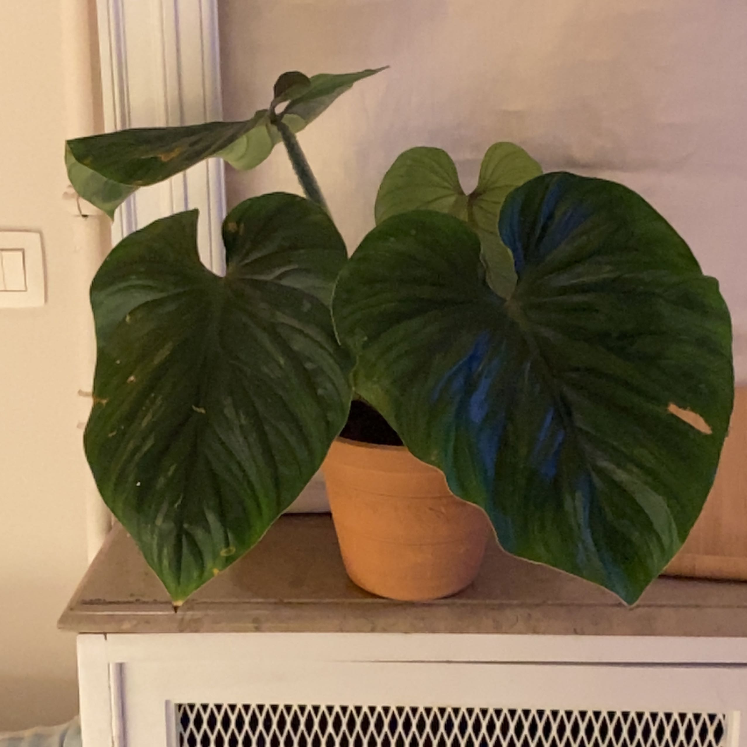 Philodendron nangaritense plant with large, heart-shaped leaves in a pot indoors.
