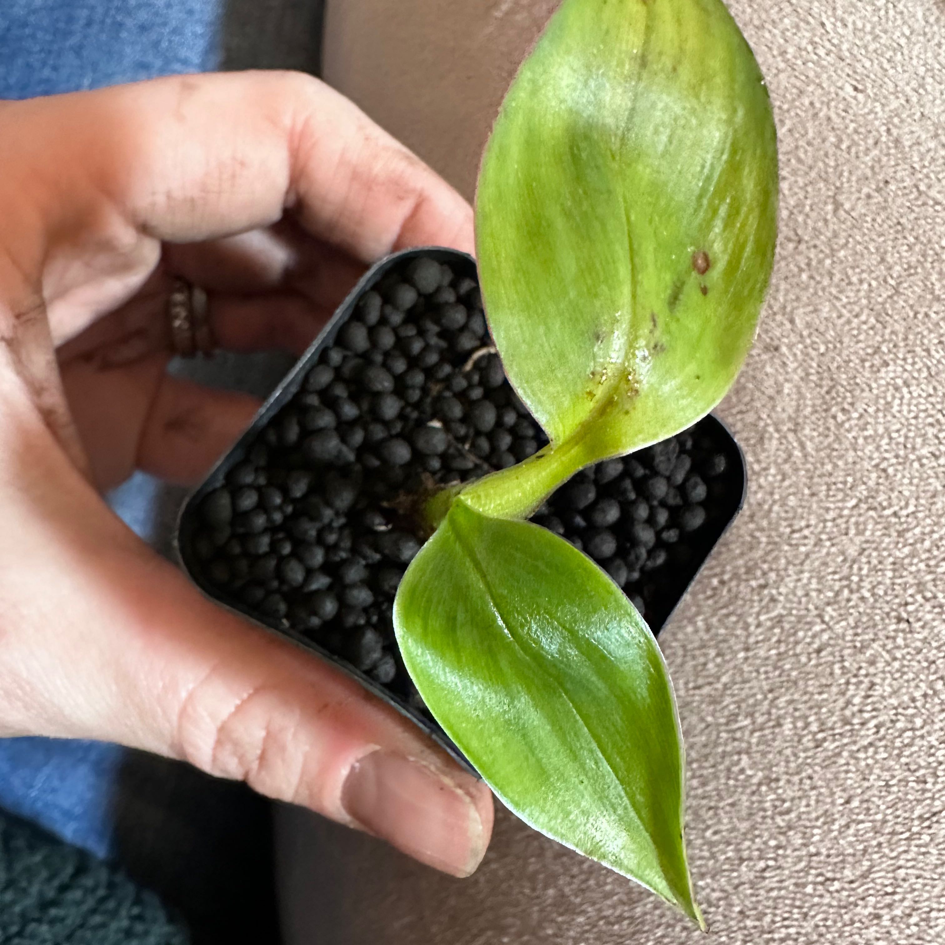 Photo of the plant species Pink Velvet Banana by @MusicalMum named Nemo on Greg, the plant care app