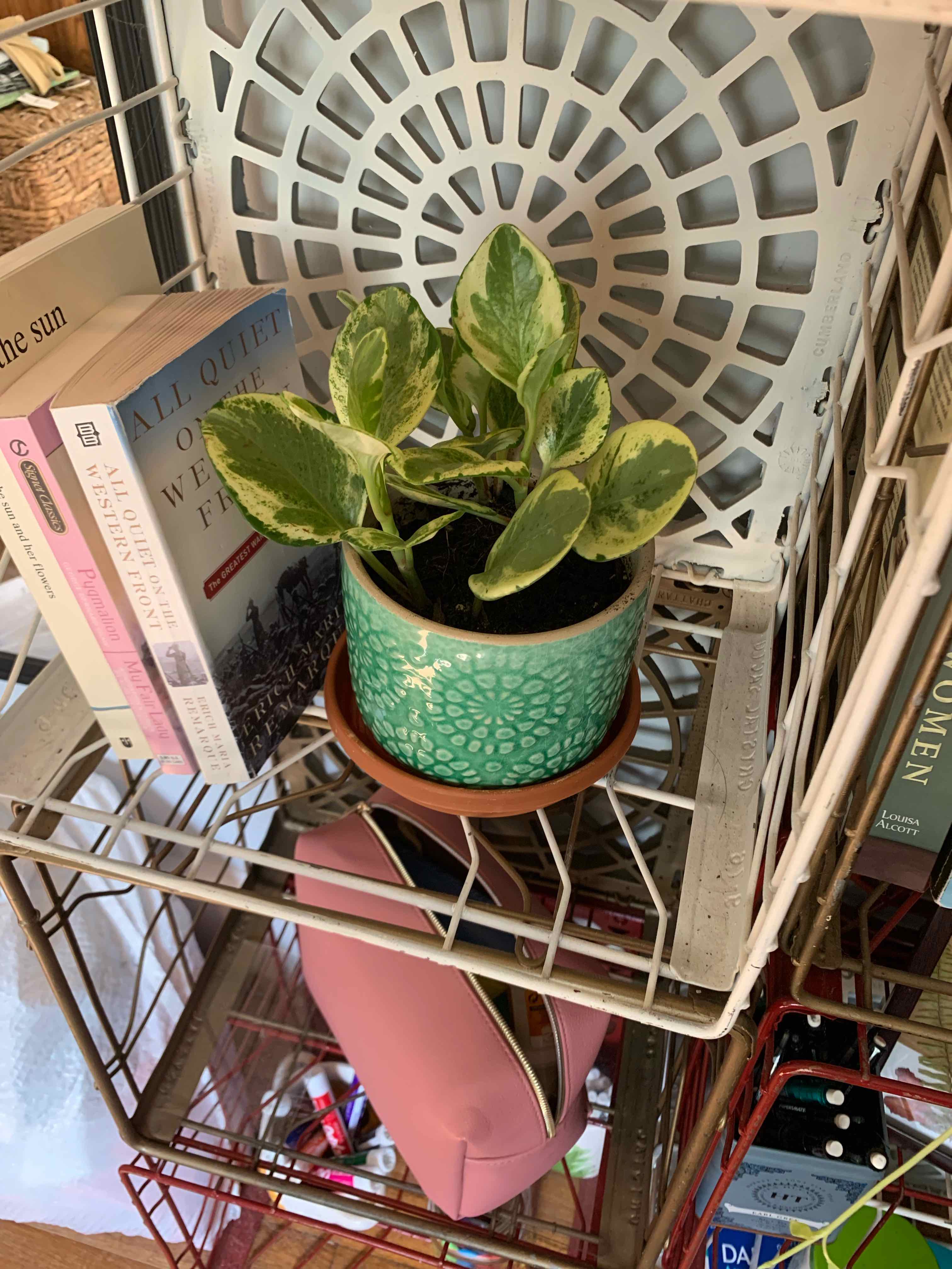 Jelly Peperomia plant in a decorative pot on a shelf with books.