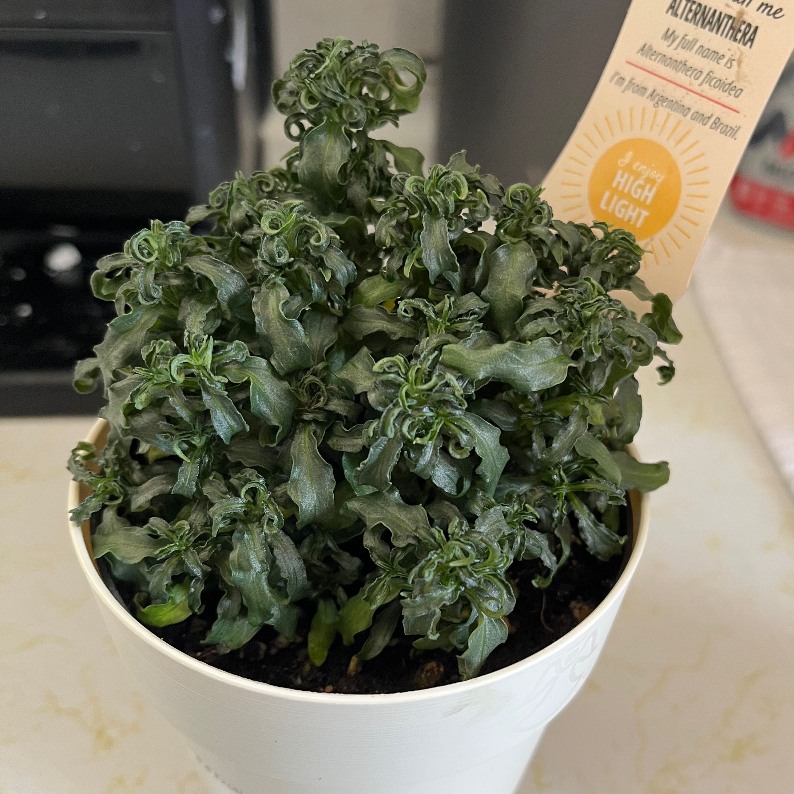 Photo of the plant species Hairy Joyweed by @NorthDakitties named Diana on Greg, the plant care app