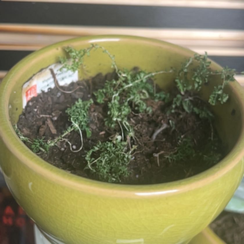 Photo of the plant species Moss Fern by @QuickPoisonivy named Darwin on Greg, the plant care app