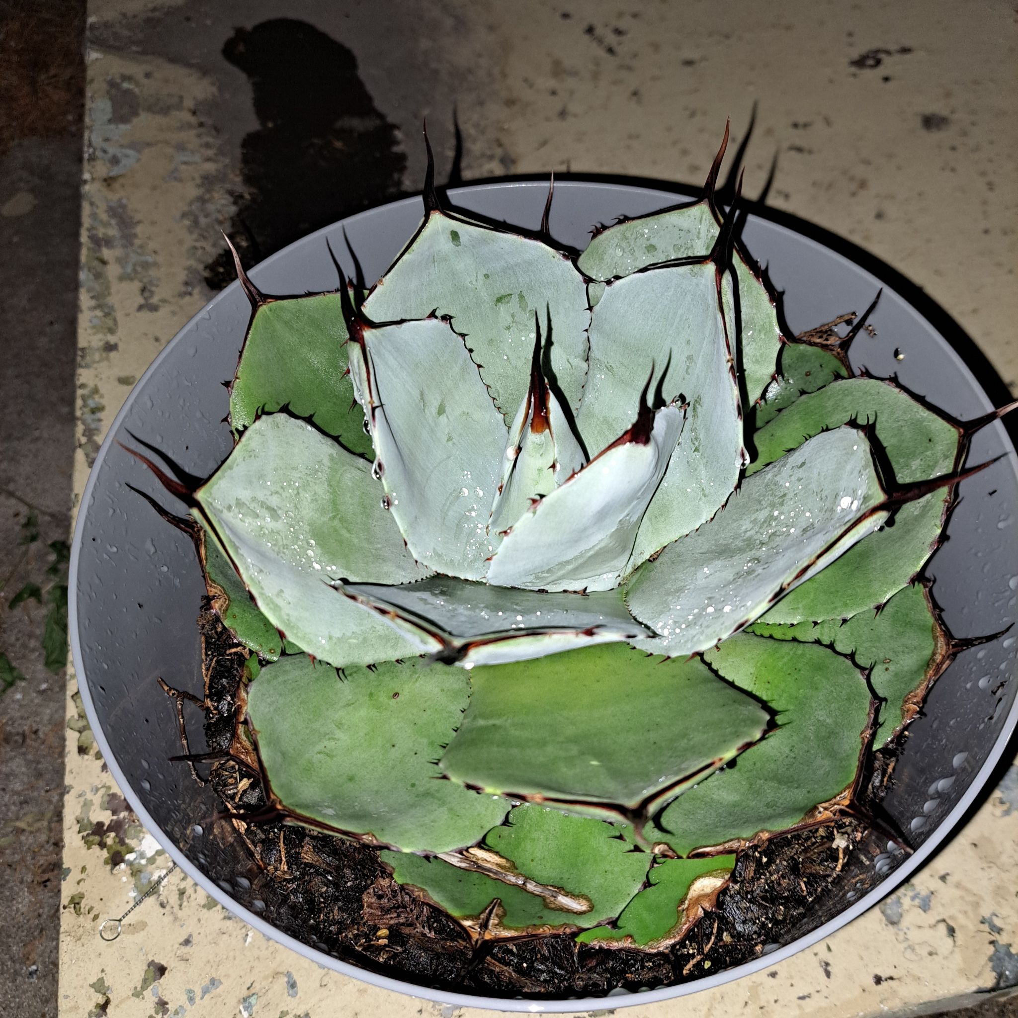 Butterfly Agave plant in a pot with visible soil and no flowers.
