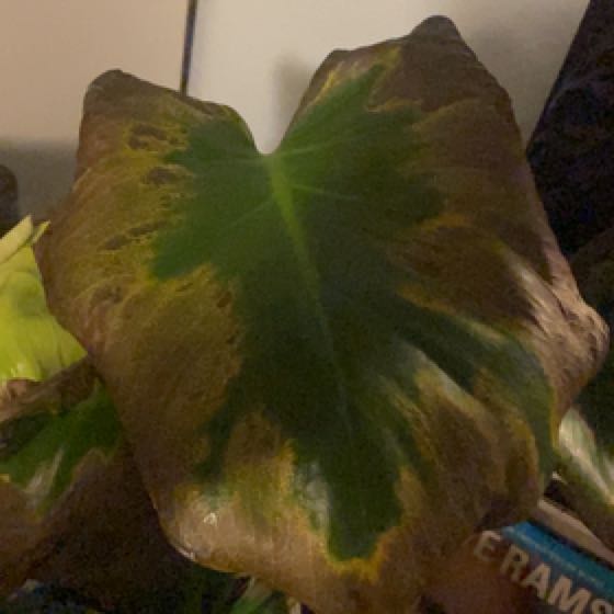 Captain Plant-it
