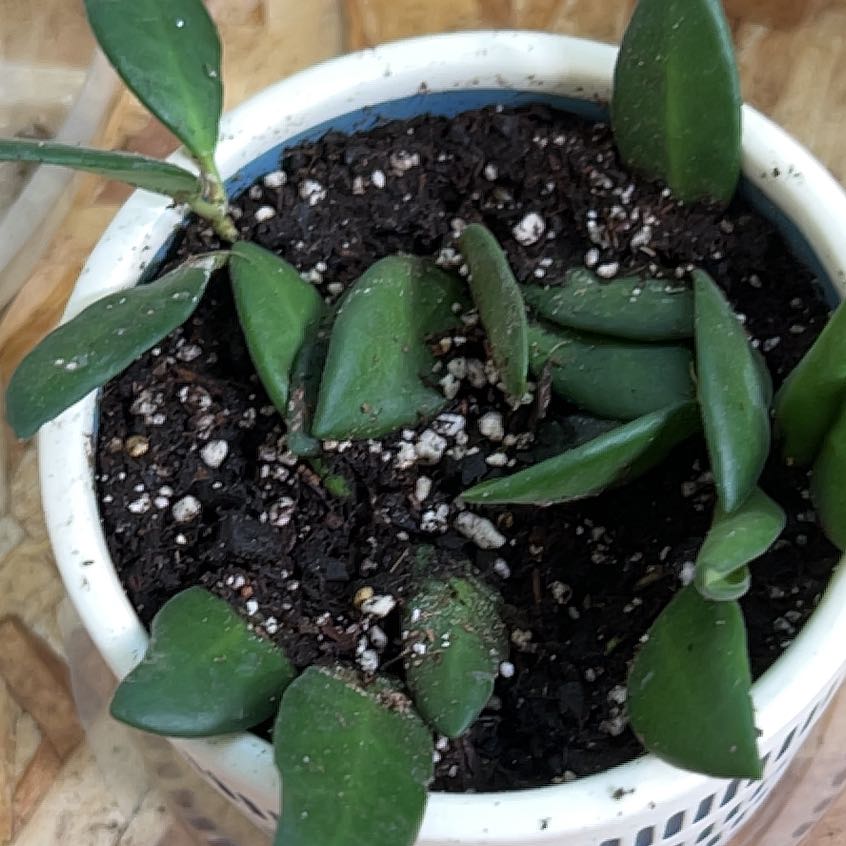 Photo of the plant species Hoya sp. aff. burtoniae by @Lumen named Terra on Greg, the plant care app