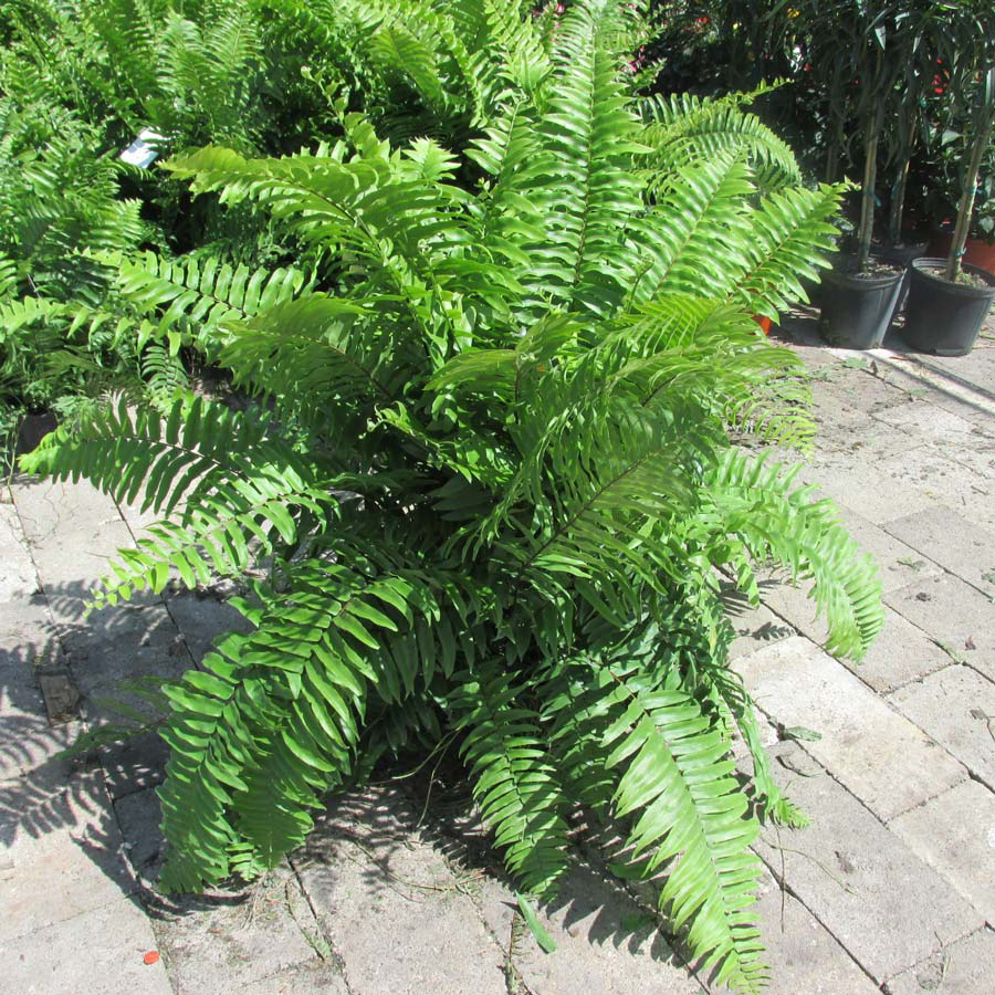 Plant care for Sword Fern on Greg, the plant care app