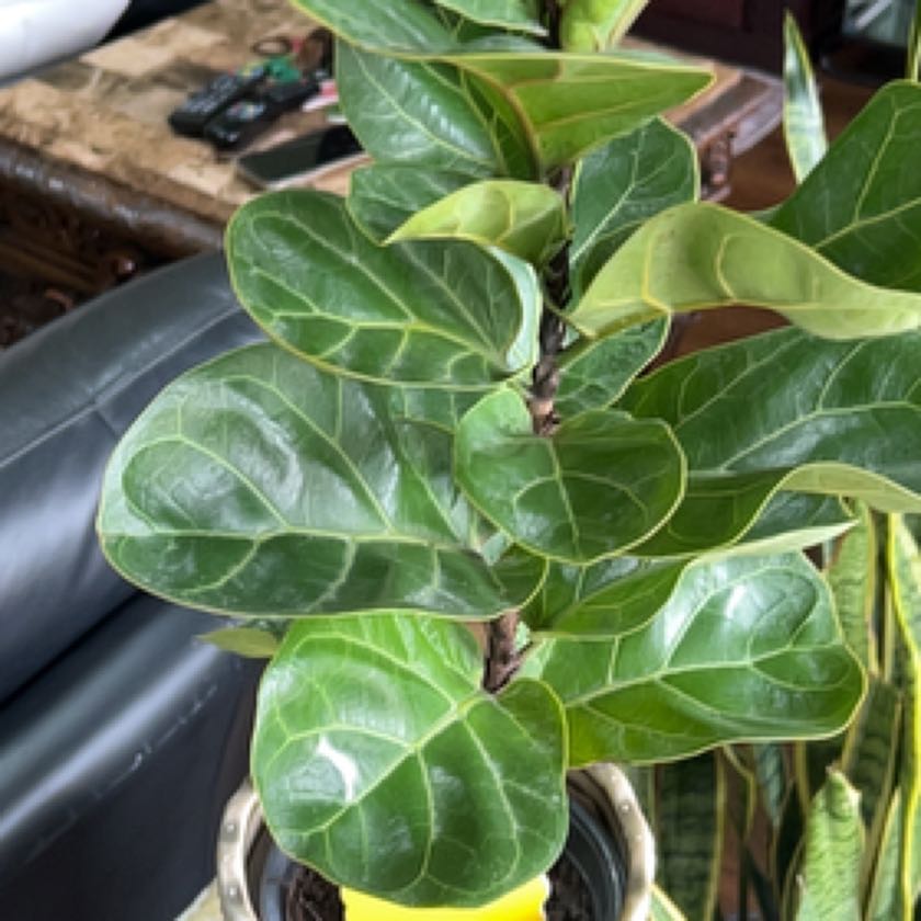 Fiddle Leaf Plato