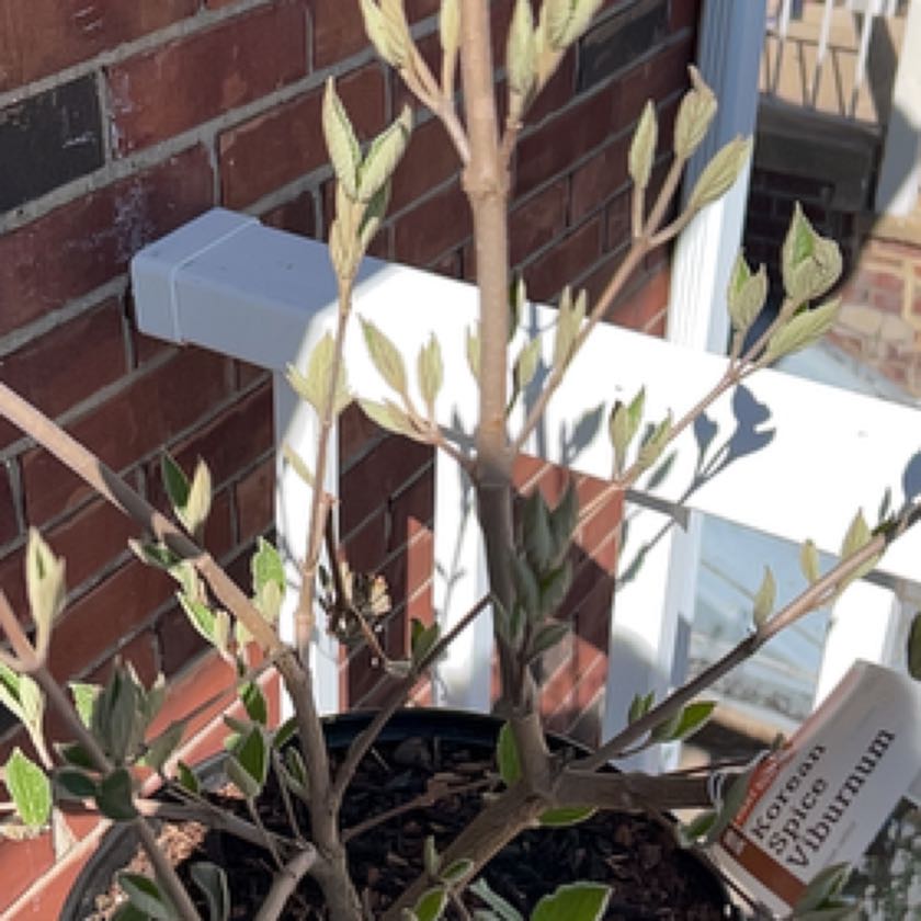 Photo of the plant species Viburnum carlesii by @YardCorn named Sol on Greg, the plant care app